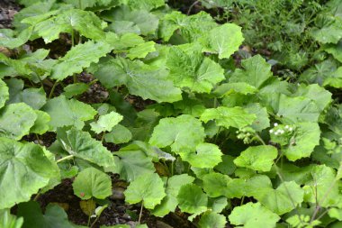 Tussilago farfara yazın vahşi doğada yetişir.