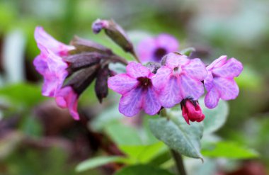 Erken bahar bitki Lungwort (göğüs) vahşi ormanda çiçek açar