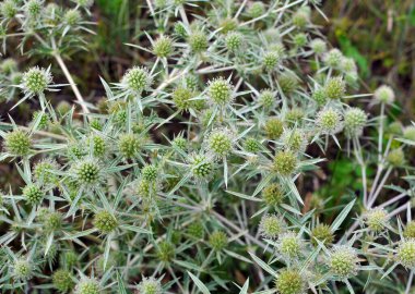 Vahşi doğada dikenli bir Eryngium kampçısı yetişir.
