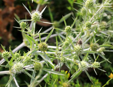 Vahşi doğada dikenli bir Eryngium kampçısı yetişir.