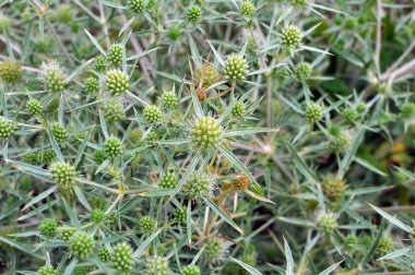 Vahşi doğada dikenli bir Eryngium kampçısı yetişir.