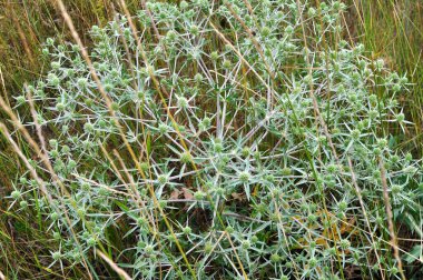 Vahşi doğada dikenli bir Eryngium kampçısı yetişir.