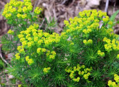 Yabani otların baharında, Euphorbia cyparissias çiçekleri açar.
