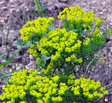 Yabani otların baharında, Euphorbia cyparissias çiçekleri açar.