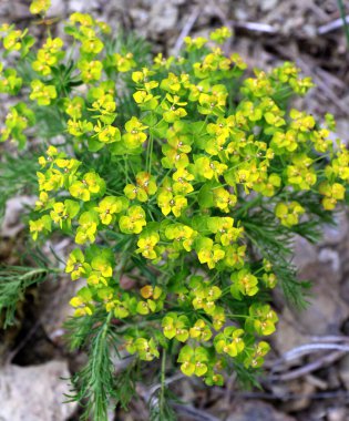 Yabani otların baharında, Euphorbia cyparissias çiçekleri açar.