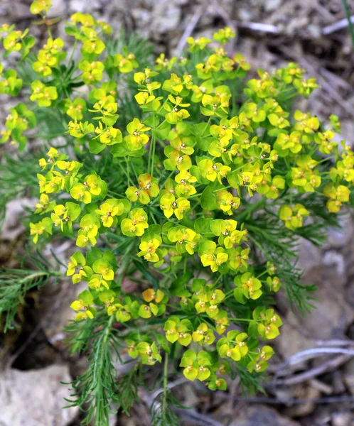 Yabani otların baharında, Euphorbia cyparissias çiçekleri açar.
