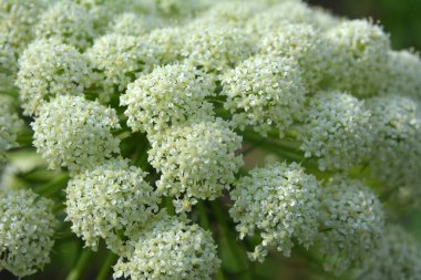 Tohumlar için yetiştirilen havuçlar çiçek açıyor.