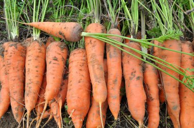 Taze toplanmış havuç yığınının içinde