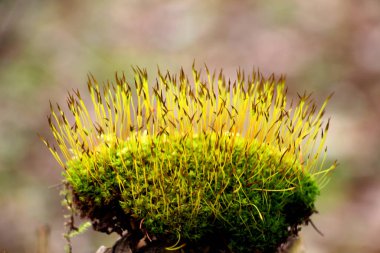 Yosun (Bryophyta) nemli iklimlerde vahşi doğada yetişir.