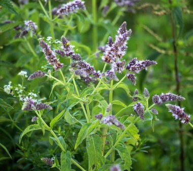 Yazın, uzun yapraklı nane (Mentha longifolia) Wii 'de yetişir.