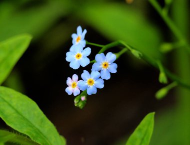 Unutma beni (Myosotis) yazın vahşi doğada yetişir.
