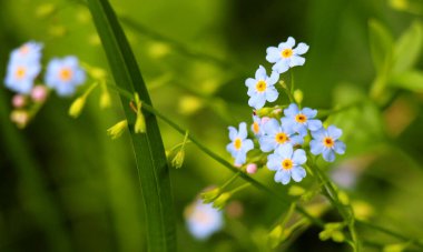 Unutma beni (Myosotis) yazın vahşi doğada yetişir.