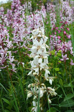 Vahşi doğada nadir çiçek açar, Kırmızı Kitap, tıbbi ve süs bitkisi Dictamnus albus.