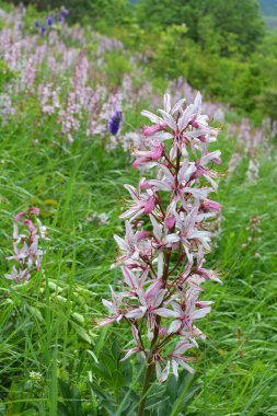 Vahşi doğada nadir çiçek açar, Kırmızı Kitap, tıbbi ve süs bitkisi Dictamnus albus.