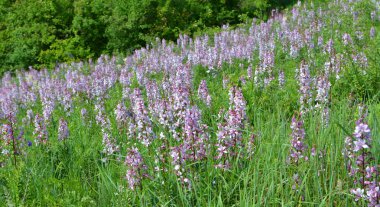 Vahşi doğada nadir çiçek açar, Kırmızı Kitap, tıbbi ve süs bitkisi Dictamnus albus.