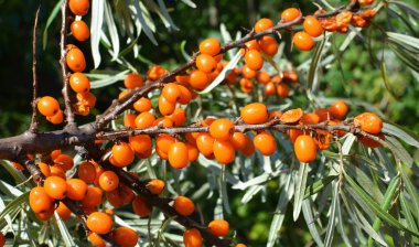 Olgun portakal böğürtlenli deniz dikenli (hippophae rhamnoides) dal