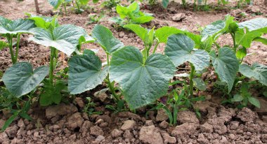 Açık organik toprakta yetişen genç salatalıklar.