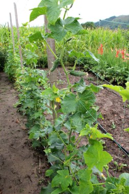 Bahçede, sarmaşık salatalık yetiştirmek için kullanılır.