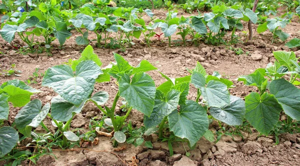 Açık organik toprakta yetişen genç salatalıklar.