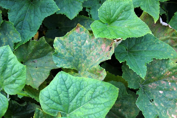 Salatalık yaprakları tehlikeli bir hastalıktan etkilenir - küflü küf (mantar Peronospora brassicae Gaum)