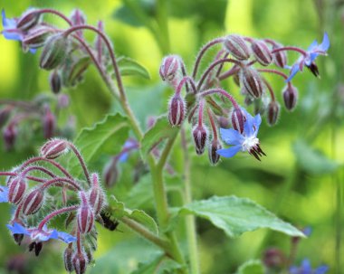 Yazın, Borago officinalis) doğada büyür.