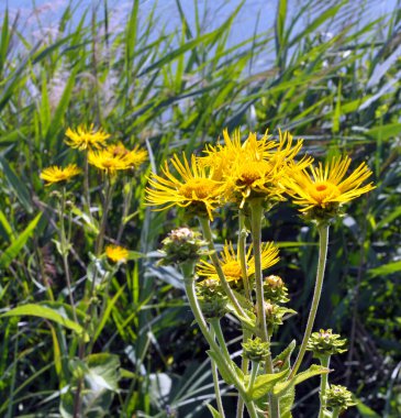 Değerli tıbbi bitki inula helenyum vahşi doğada yetişir.