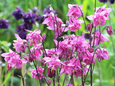 İlkbahar sonu ve yaz başında, Aquilegia vulgaris bahçede çiçek açar.