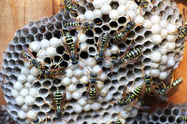 Polistes cinsinin kağıt eşekarıları kuluçkaya yatmış bir yuvada