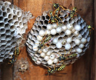 Polistes cinsinin kağıt eşekarıları kuluçkaya yatmış bir yuvada