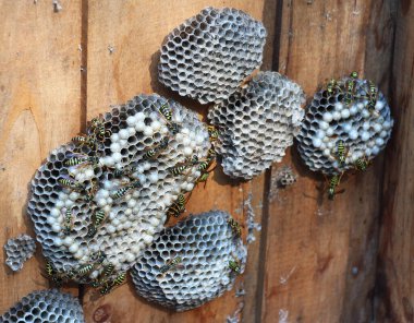 Polistes cinsinin kağıt eşekarıları kuluçkaya yatmış bir yuvada