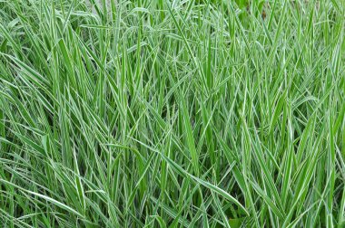 Dekoratif sazlar bahçeyi düzenlemek için kullanılır.