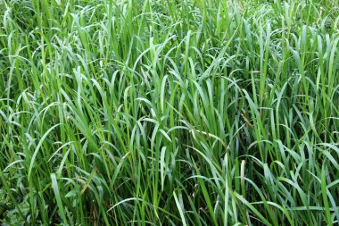 Nehrin kıyısında ve sularda, yem tanecikli gliseria maxima yetişir.