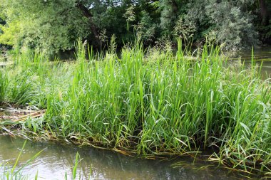 Nehrin kıyısında ve sularda, yem tanecikli gliseria maxima yetişir.