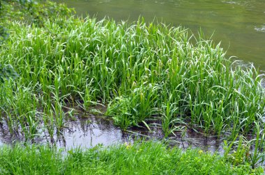 Nehrin kıyısında ve sularda, yem tanecikli gliseria maxima yetişir.