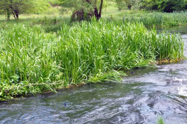 Nehrin kıyısında ve sularda, yem tanecikli gliseria maxima yetişir.