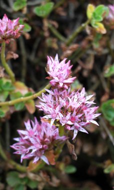 Vahşi doğada büyüyen sahte taş (Phedimus spurius)