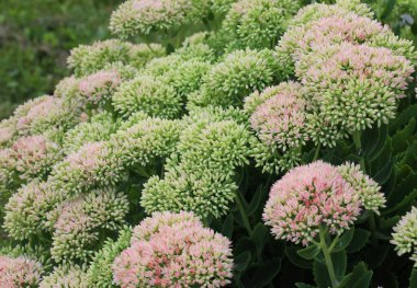 Hylotelephium Spectabile, Crassulaceae ailesinin daimi bitkisi, bahçede bir çiçek tarlasında yetişir..