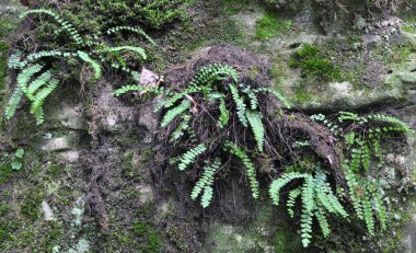 Asplenium trikomanes eğreltiotu ormandaki bir taşın üzerinde yetişir.