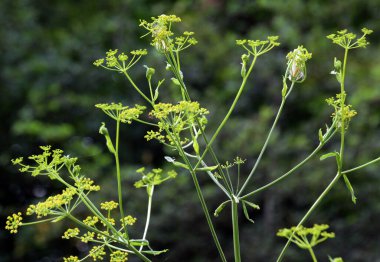 Doğada yetişen yaban havucu (Pastinaca sativa), yemek ve tıpta kullanılır..
