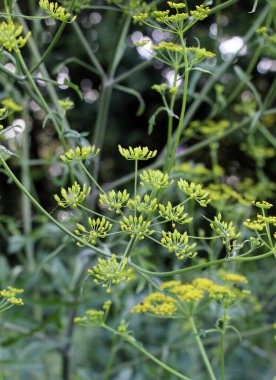 Doğada yetişen yaban havucu (Pastinaca sativa), yemek ve tıpta kullanılır..