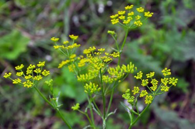 Doğada yetişen yaban havucu (Pastinaca sativa), yemek ve tıpta kullanılır..