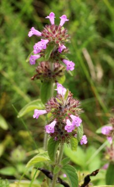 Clinopodium vulgare yazın vahşi doğada çiçek açar.