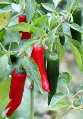 Sıcak kırmızı biber kabukları açık zemindeki bir bitkide yetişir.