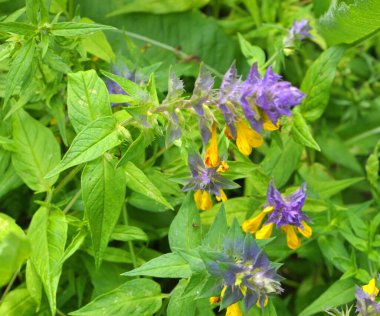 In summer, the wild in the forest blossoms melampyrum polonicum