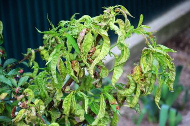 Taphrina deformans mantarının sebep olduğu kıvrımlı şeftali yaprakları.