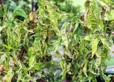 Taphrina deformans mantarının sebep olduğu kıvrımlı şeftali yaprakları.