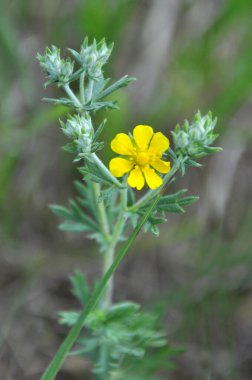 Gümüş cinquefoil (Potentilla argentea) vahşi doğada yetişir.