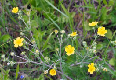 Gümüş cinquefoil (Potentilla argentea) vahşi doğada yetişir.