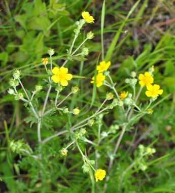 Gümüş cinquefoil (Potentilla argentea) vahşi doğada yetişir.