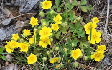 Potentilla incana, potentilla arenia baharda doğada yetişir.